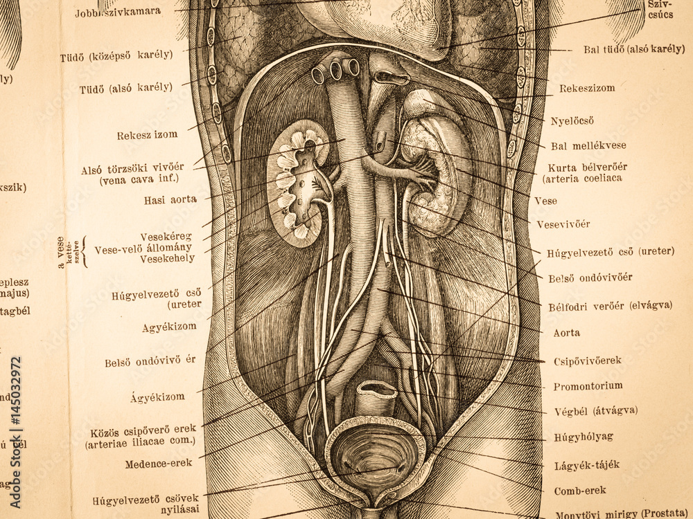 Obraz premium アンティークの人体解剖図