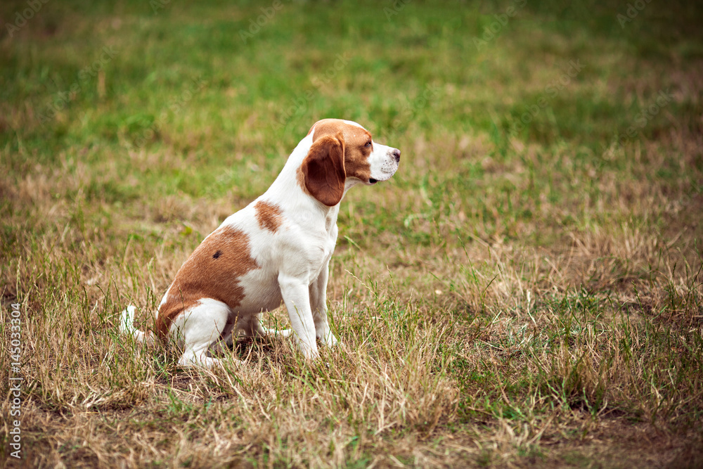 A Cute Beagle Dog In The Nature