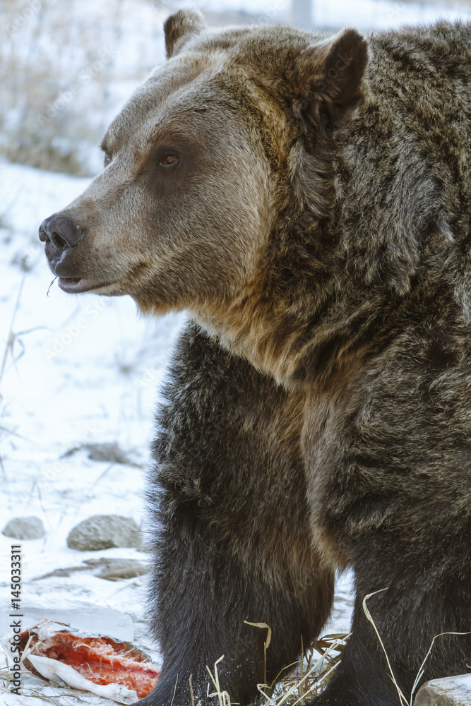 Grizzly Bear Standing Over Food Grizzly Bear Standing Over Food