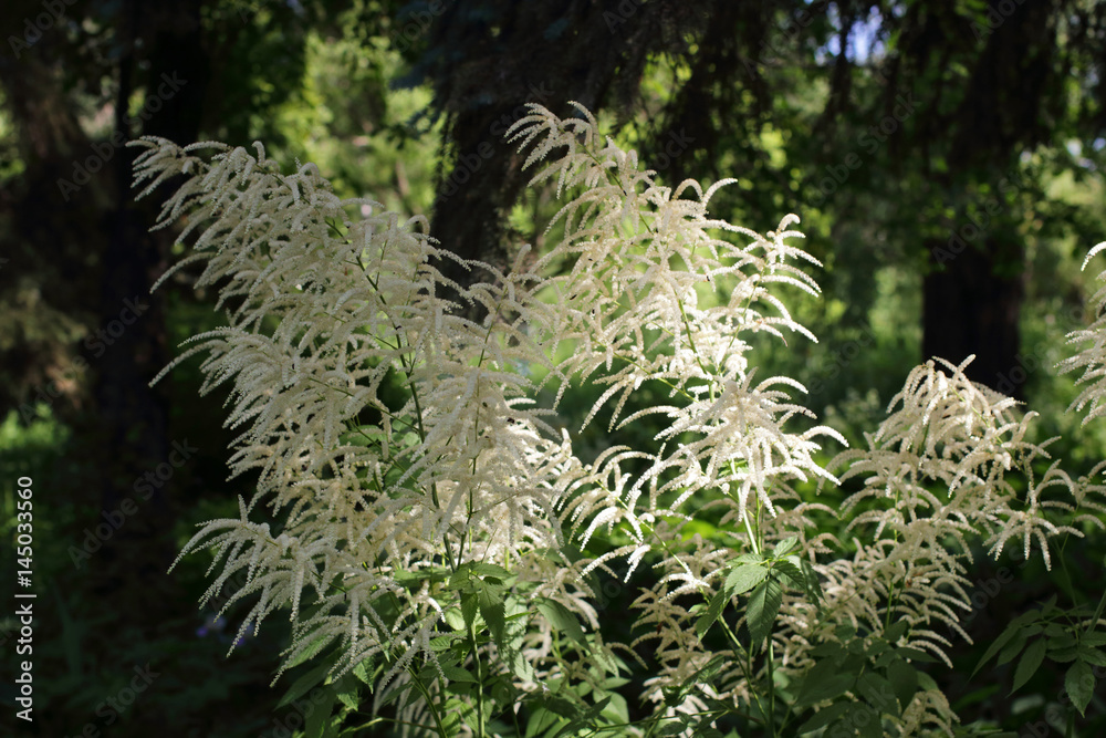 Blooming white meadowsweet or dropwort in the summer at the edge of the forest. Filipendula ulmaria. Doovi Blooming white meadowsweet or dropwort in the summer at the edge of the forest. Filipendula ulmaria. Doovi