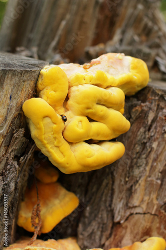 A bright yellow-black striped beetle creeps along the sponk of a sulfur-yellow, woody mushroom parasite grown on an old stump in the forest in the summer. Laetiporus sulphureus. timber fungus