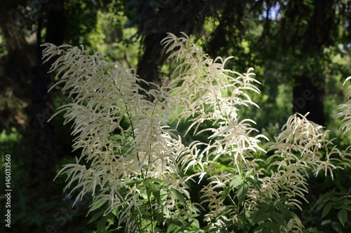 Blooming white meadowsweet or dropwort in the summer at the edge of the forest. Filipendula ulmaria. Doovi photo