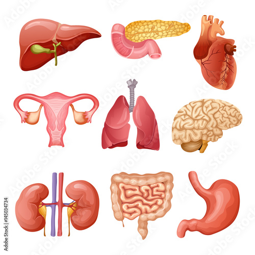 Cartoon Human Organs Set