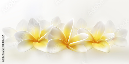  plumeria or frangipani flowers photo