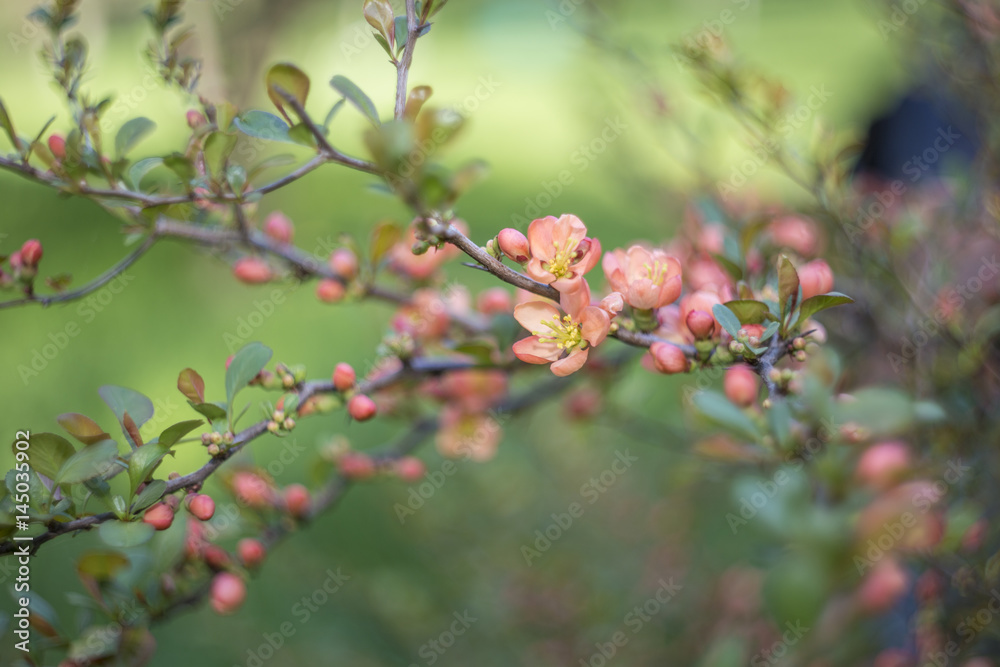 Spring flowers Spring flowers