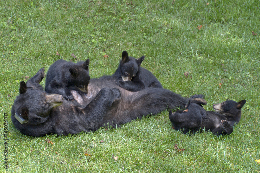 Naklejka premium Black Bear Nursing Three Young Cubs
