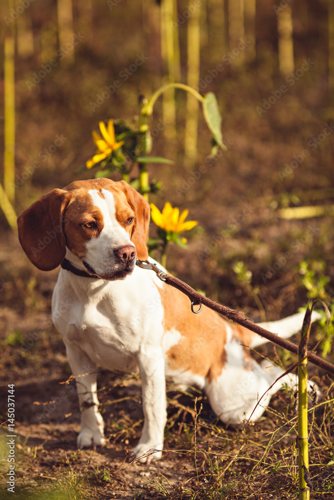 A Beagle Dog With A Leash Waits Outside
