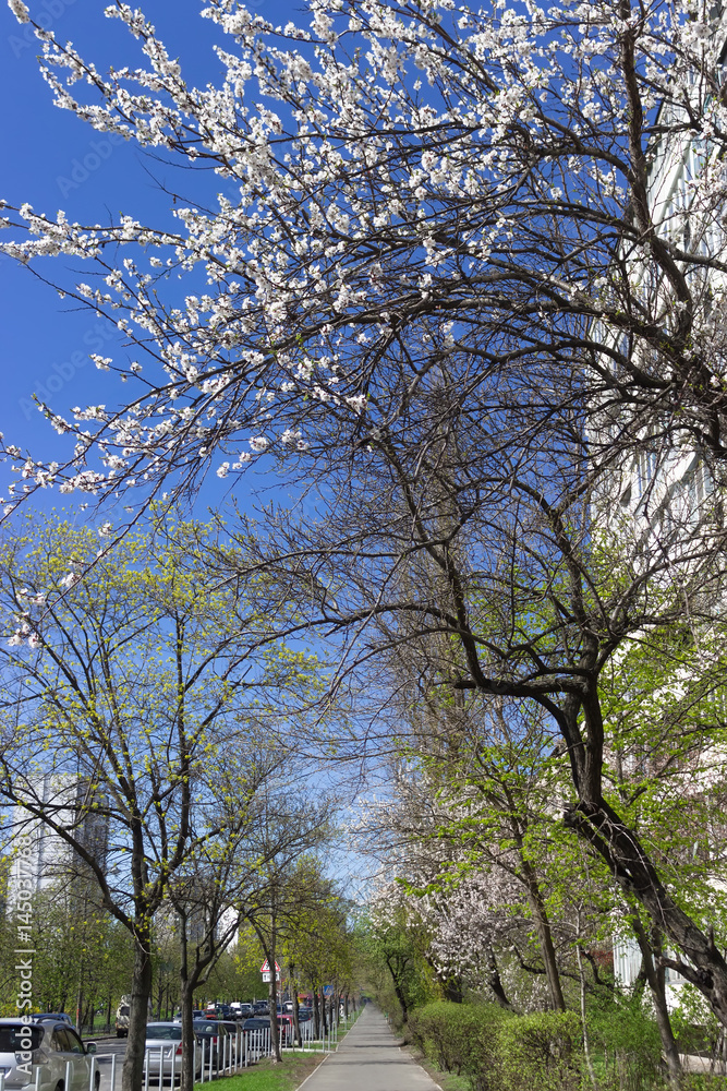 Urban sidewalk alley in spring with blooming fruit trees against blue sky Urban sidewalk alley in spring with blooming fruit trees against blue sky
