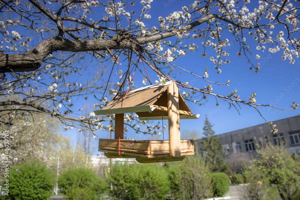 Handmade bird feeder on blooming apricot tree