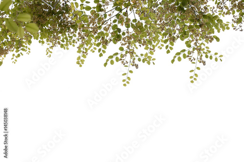 group of green leaf of treetop,isolated on white