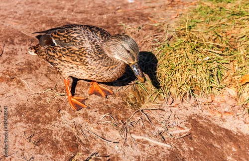 Beautiful duck in park with spread wings under sunlight is going to swim. photo