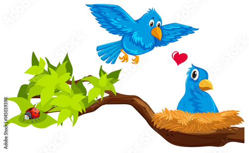 Bird couple in nest