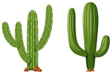 Two types of cactus plants