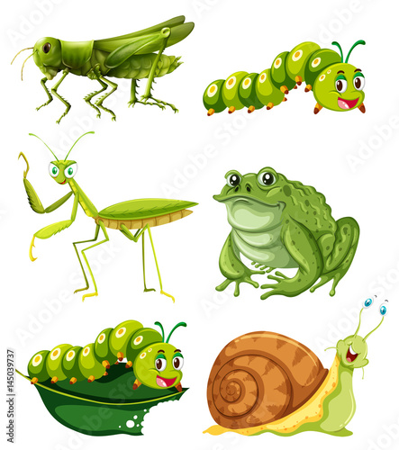 Fototapeta Naklejka Na Ścianę i Meble -  Different types of insects in green color