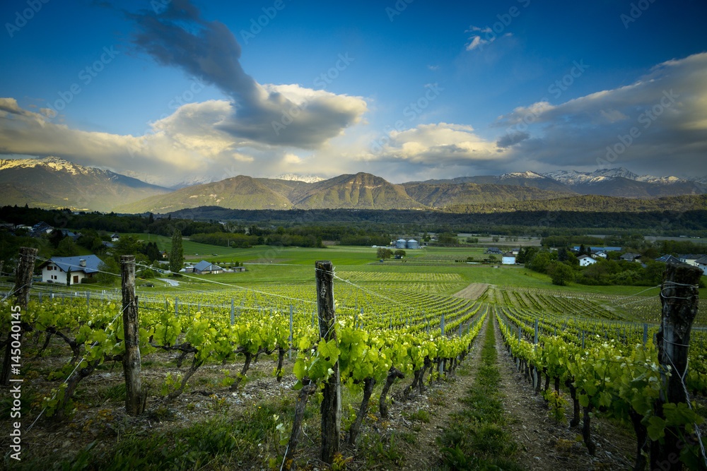 Naklejka premium Sunset Vineyard