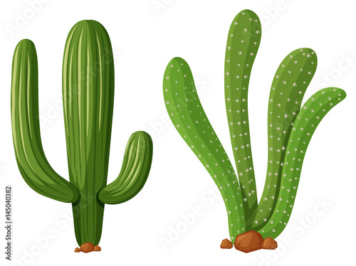 Two types of cactus plants