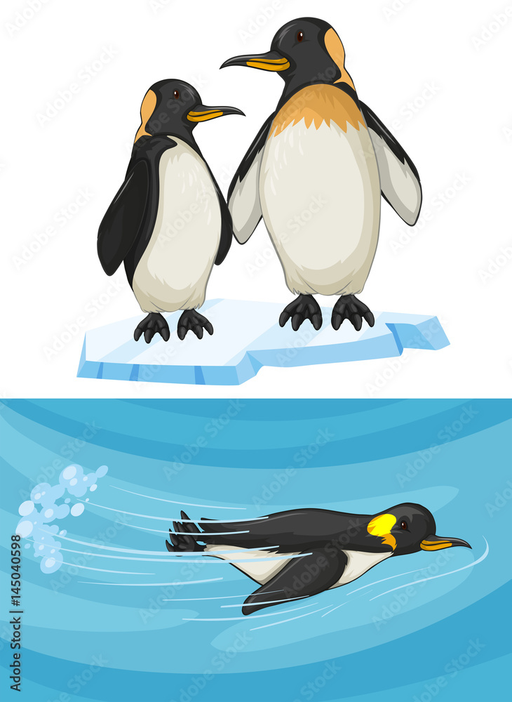 Obraz premium Penguin swimming and standing on ice