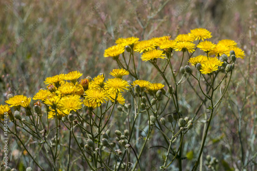 Obraz premium Smooth hawksbeard flower