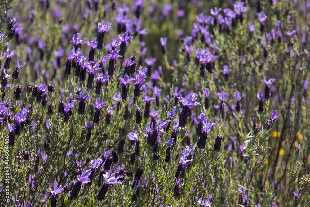 Fototapeta premium French Lavender flowers