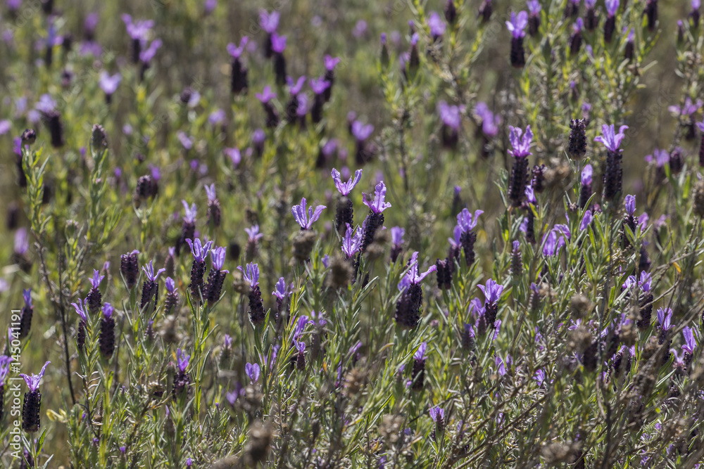 Fototapeta premium French Lavender flowers