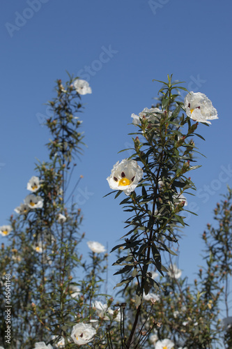 Cistus ladanifer flowers photo