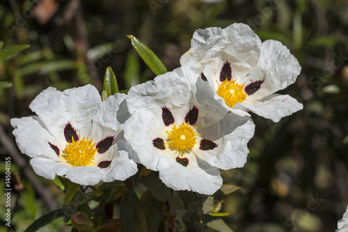 Photos Cistus ladanifer flowers
