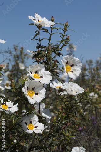 фотографія Cistus ladanifer flowers