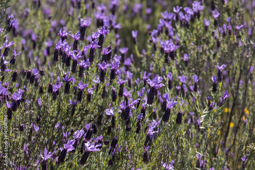 French Lavender flowers