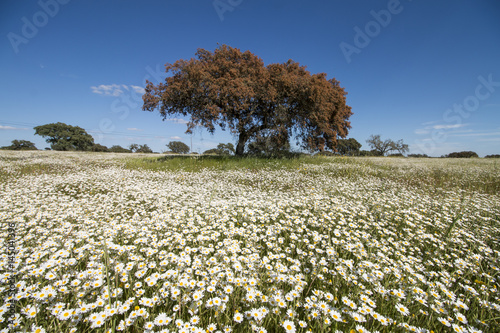 Wallpaper Mural Spring landscape in Alentejo Torontodigital.ca