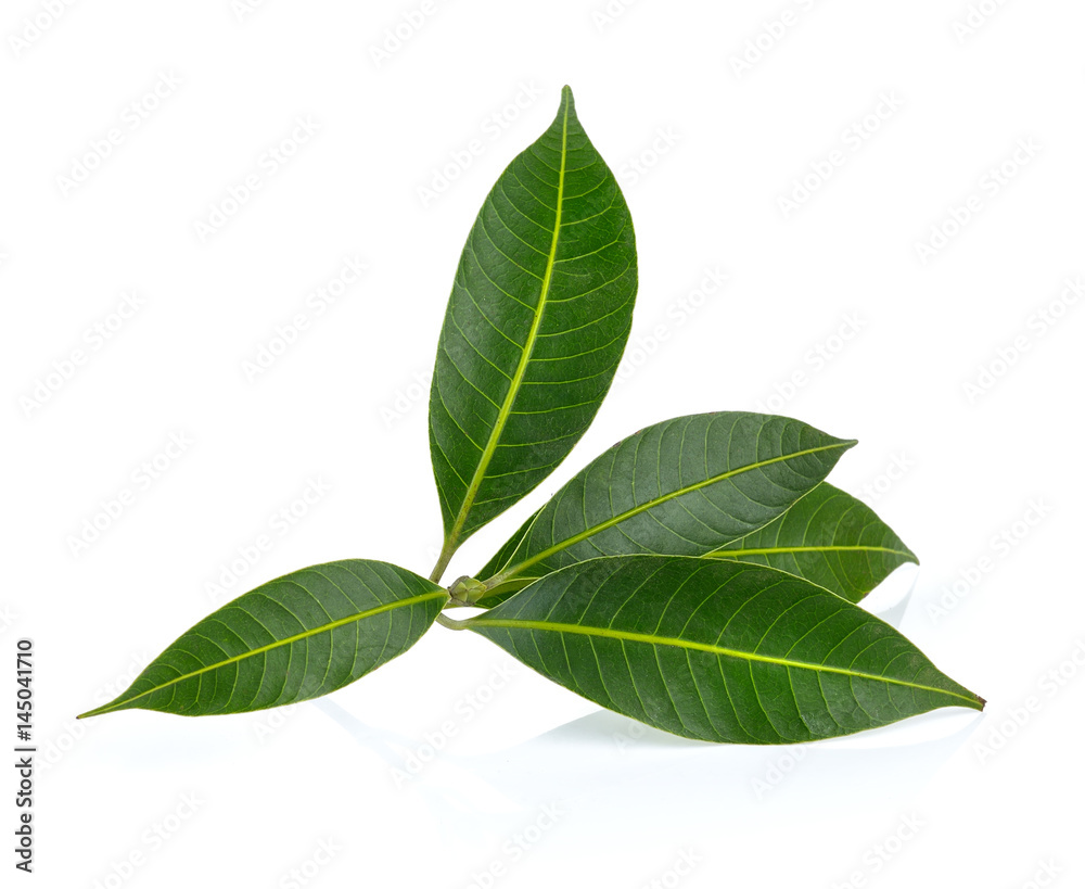  tropical leaf isolated on white background