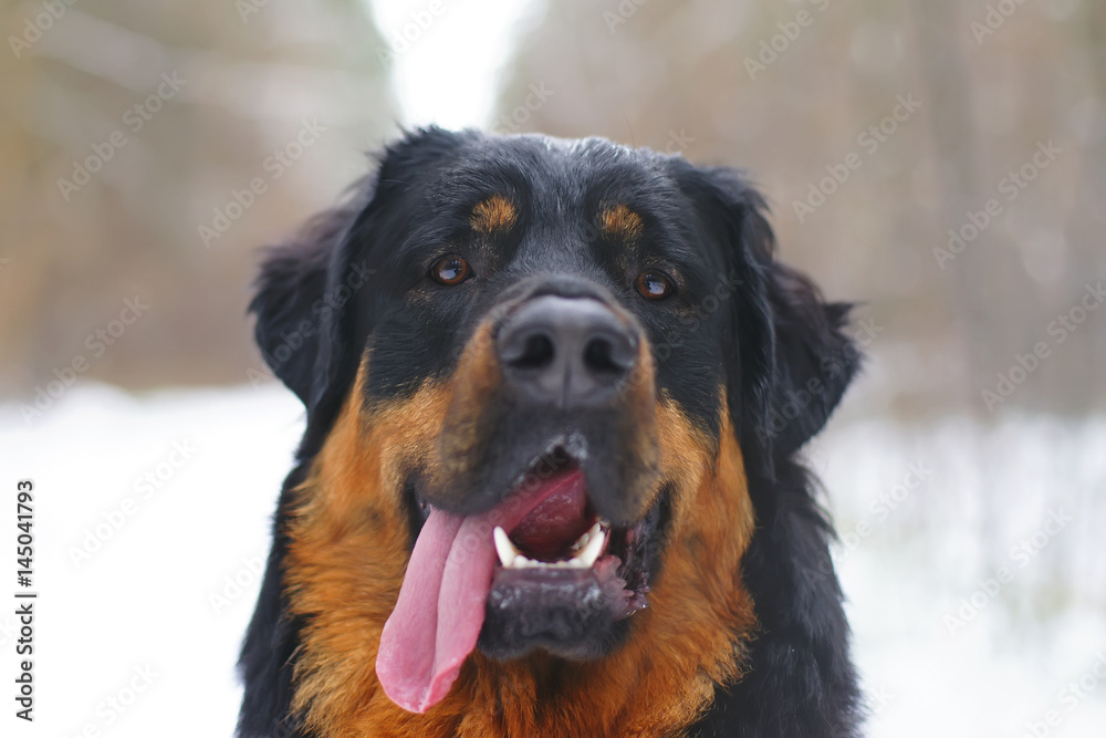 The portrait of a Buryat-Mongolian Wolfhound (Hotosho dog) posing in winter forest The portrait of a Buryat-Mongolian Wolfhound (Hotosho dog) posing in winter forest