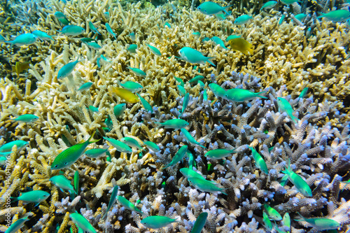 座間味島のサンゴ礁