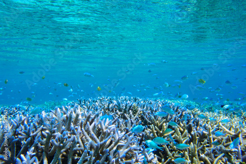 座間味島のサンゴ礁