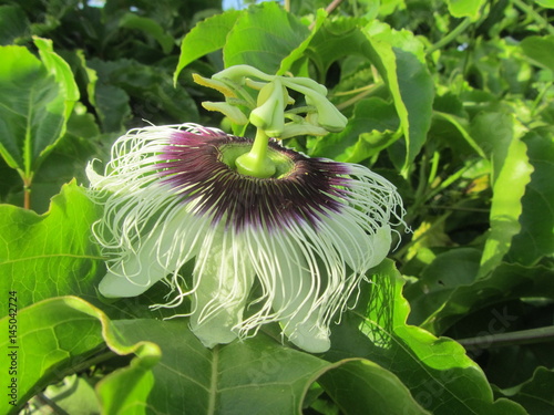 Purple and White Flower