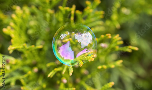 Delicate soap bubble perched gently on an everygreen leaf, beautiful circle shining like a small globe full of new ideas and hope