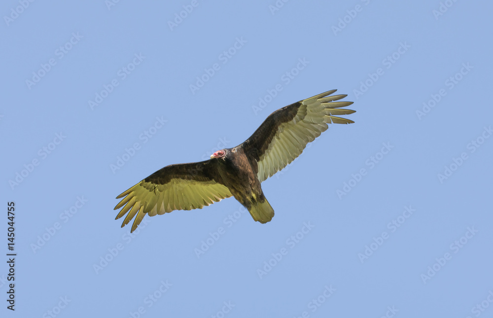 Obraz premium Turkey Vulture (Cathartes aura) Gliding with Wings Spread. Santa Clara County, California, USA.