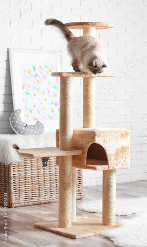 Cute kitty on cat tree at home
