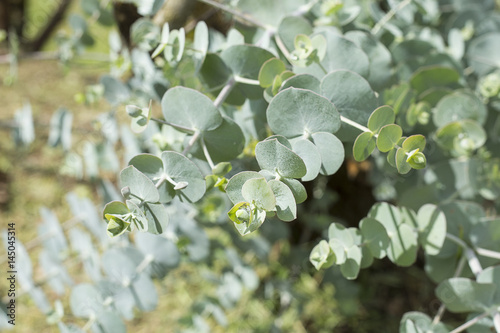 Eucalyptus - pulverulenta leaves photo