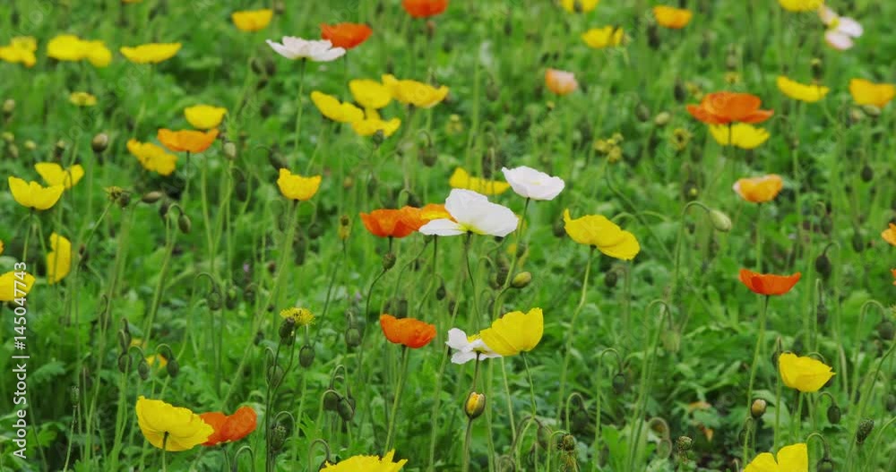 Poppy Flowers in Spring time Poppy Flowers in Spring time
