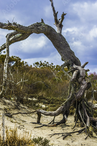 Leaning Tree on Assateague Island