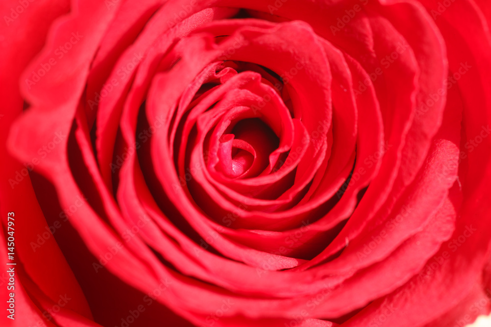 Red rose background