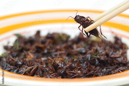 Eating fried cricket - eating insect concept