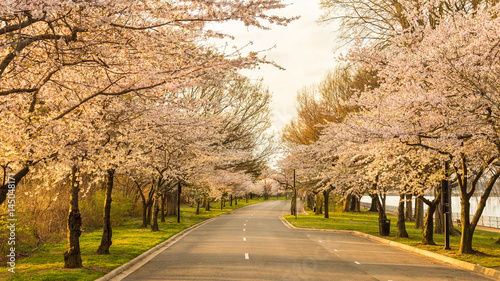 Quadro em tela Cherry Blossoms in full bloom at Hains Point in East Potomac Park