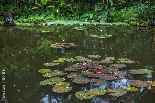 Water lilies in pond © Jennifer