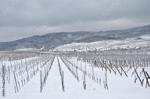 Snowy Vineyard