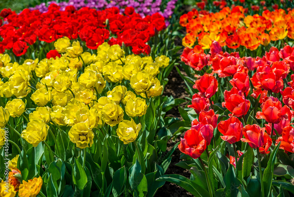 Tulips in the spring bloom