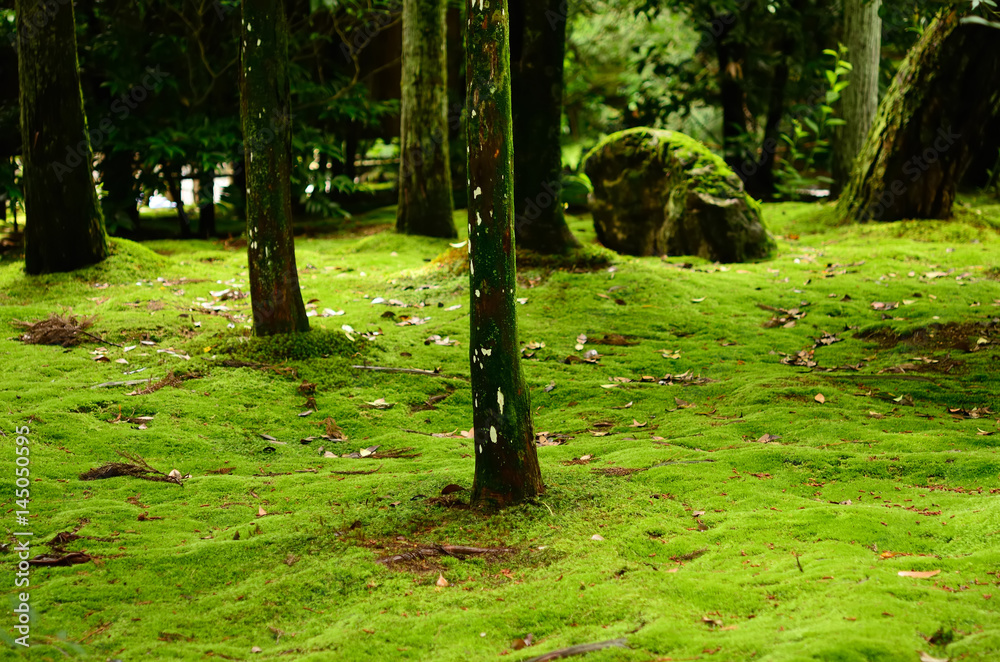 Old Japanese Garden Kyoto Japan 日本庭園 苔の庭 Stock Photo Adobe Stock