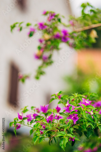 bunch of pink bougainville tropical flower closeup shot