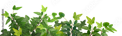 Efeu Blätter / Pflanze (Hedera helix) - Panorama - Hintergrund isoliert freigestellt weiss / background isolated - Copy space text space photo