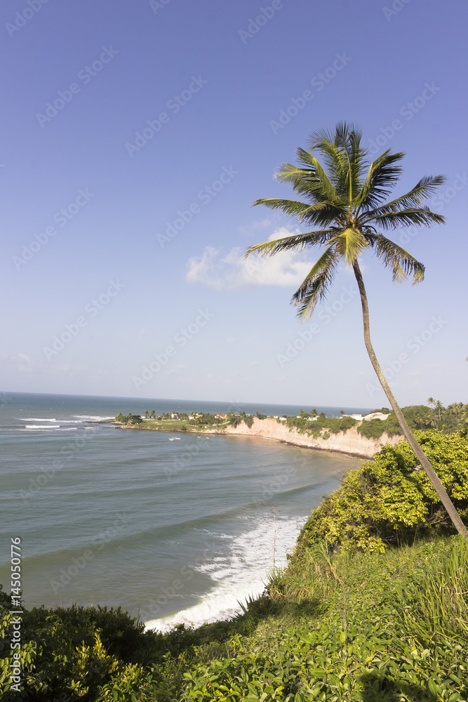 Coconut palm tree - Dolphin cove, Natal, Brazil